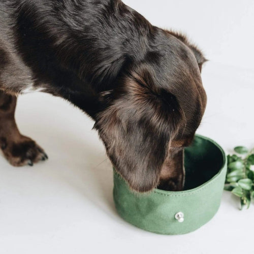 Milo & Birch™ TrailFold Travel Bowl